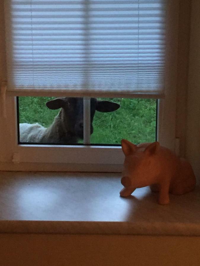 Ferienwohnung Oetscherwiese Lackenhof Bagian luar foto
